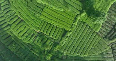 Video gösterileri geniş, yemyeşil çay tarlaları düzenli olarak düzenlenir.
