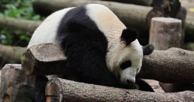 Dev panda doğal ortamında tahta kütüklerin üzerinde dinleniyor..