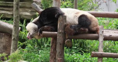 Şirin dev panda doğal ortamında tahta kütüklerin üzerinde dinleniyor..