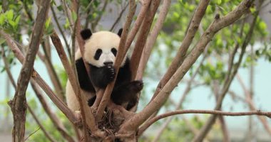 Dev Panda rahatça bir ağacın tepesinde dinleniyor, yukarı bakıyor..