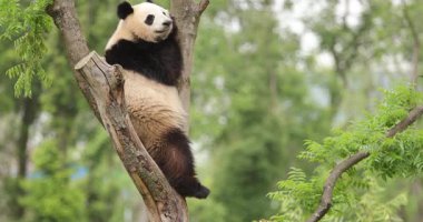 Dev Panda rahatça bir ağacın tepesinde dinleniyor, yukarı bakıyor..