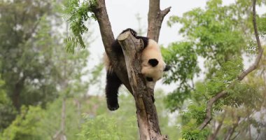 Dev Panda rahatça bir ağacın tepesinde dinleniyor, yukarı bakıyor..