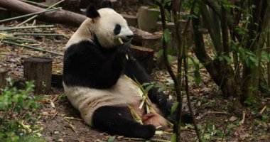 Dev panda sakince dışarıda bambu filizleri yiyor..