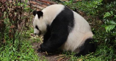 Dev Panda çoğunlukla bir ağaç gövdesinin arkasında saklı, yoğun bir ormanda bambu yaprakları yiyor..