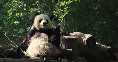 Panda yerde oturuyor ve sakince bambu yiyor..