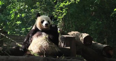 Dev panda yeşil bitkilerin arasında oturuyor ve bambu yiyor. 