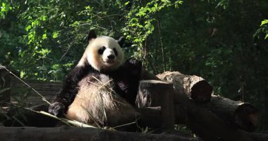 Panda yeşil bitkilerin arasında oturup bambu yiyor. 