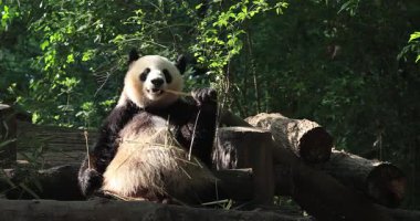 Hızlı hız videosu. Panda yeşil bitkilerin arasında oturmuş bambu yiyor. 