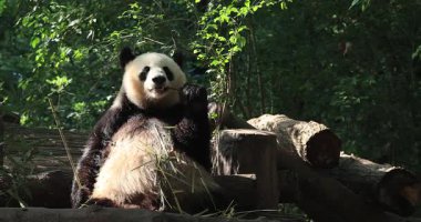 Panda yeşil bitkilerin arasında oturup bambu yiyor. 