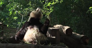 Dev panda yeşil bitkilerin arasında oturuyor ve bambu yiyor. 