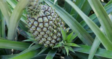 Dikenli yeşil yapraklarıyla çevrili bir bitkinin üzerinde büyüyen olgun bir ananasın yakın plan çekimi..