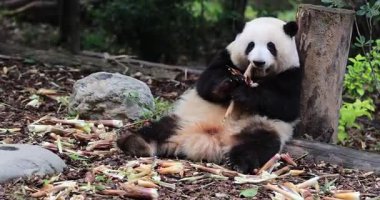 Panda yeşil bitkilerin arasında oturup bambu yiyor. 