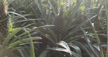 Dikenli yeşil yapraklarıyla çevrili bir bitkinin üzerinde büyüyen olgun bir ananasın yakın plan çekimi..