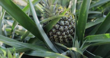 Dikenli yeşil yapraklarıyla çevrili bir bitkinin üzerinde büyüyen olgun bir ananasın yakın plan çekimi..