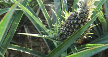 Dikenli yeşil yapraklarıyla çevrili bir bitkinin üzerinde büyüyen olgun bir ananasın yakın plan çekimi..