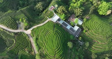 Çimenli yeşil çay tarlaları dikeni kaplar, Çin