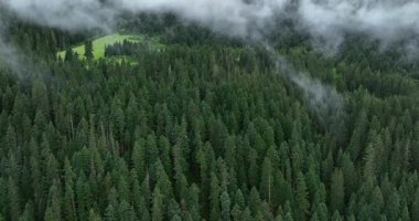 Bitmeyen yeşil ağaçlardan oluşan sık bir orman yoğun bir sis tabakası ya da alçak bulut tabakasıyla kısmen gizleniyor..