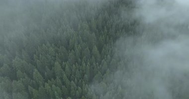 Bitmeyen yeşil ağaçlardan oluşan sık bir orman yoğun bir sis tabakası ya da alçak bulut tabakasıyla kısmen gizleniyor..