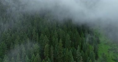 Bitmeyen yeşil ağaçlardan oluşan sık bir orman yoğun bir sis tabakası ya da alçak bulut tabakasıyla kısmen gizleniyor..