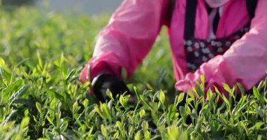 Bir insan eli, canlı yeşil bir çalılıktan dikkatlice çay yapraklarını topluyor..