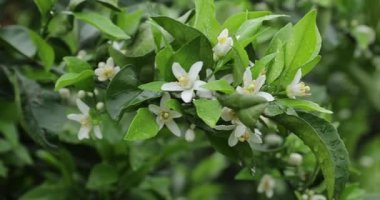 Canlı yeşil yaprakları ve küçük beyaz çiçekleri olan portakal ağacının tam bir görüntüsü..