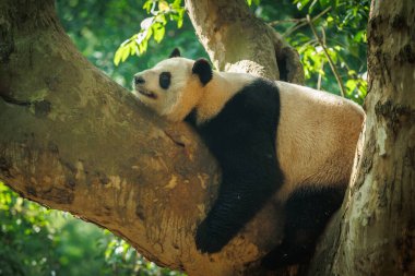 Dev bir panda ağaçta eğleniyor.