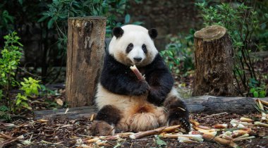 Çin 'in Chengdu şehrinde sıkça görülen bambu yiyen dev bir panda.