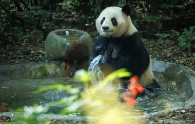 Dev panda ormanda suda soğuyor.