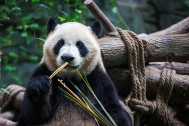 Dev panda bambu yer Chengdu, Çin 'de