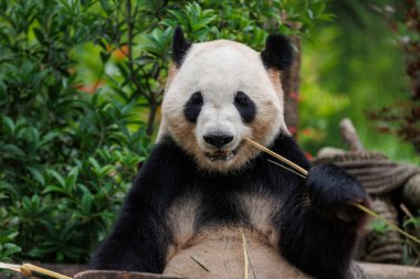 Dev panda bambu yer Chengdu, Çin 'de