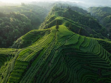 aerial view of a vibrant green tea plantation with terraced rows creating a unique pattern on the hillside