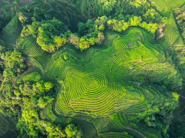 aerial view of a vibrant green tea plantation with terraced rows creating a unique pattern on the hillside