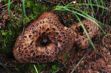 Çin ormanında yenilebilir mantar. Vahşi sarkodon imbricatus 