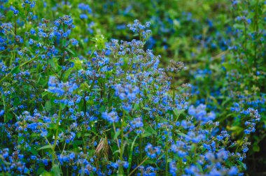 Çayırdaki mavi çiçek, yaklaş.