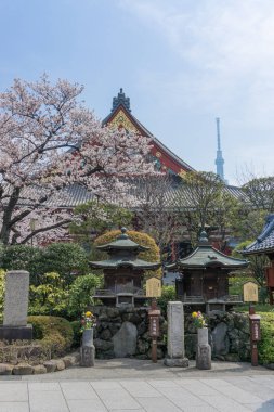Bahar, Sakura çiçek açması zaman Asakusa'da Senso-ji Tapınağı yan görünümü. Tokyo, Japonya'nın Tokyo Skytree arkasında görebiliriz. Bu resimde çok geleneksel Japonya ve günümüzde Japonya hissedebiliyorum.