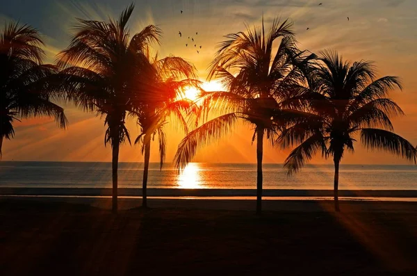 Hermosa Playa Puesta Del Sol Con Cocoteros Naturales Cerca Fondo — Foto de Stock