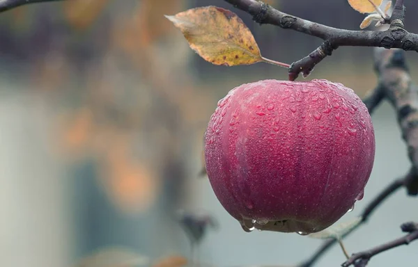Güzel taze kırmızı elma yeşil orman üzerinde gri bir taş üzerinde yalan arka plan bulanıklık. Lezzetli ve sağlıklı diyet snack üzerinde yaz