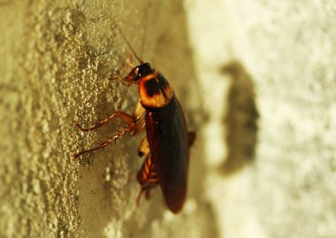 doğal yakın kadar doku üzerinde genç hamam böceği, evde döşer. 
