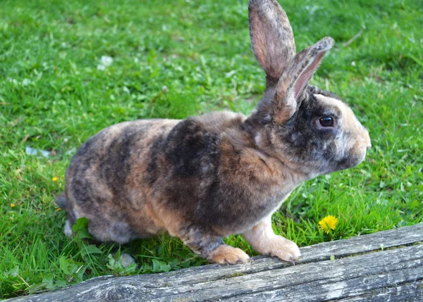 座っていると そこの自然を見て美しいのかわいいウサギをクローズ アップ 素敵な野生動物背景 — ストック写真