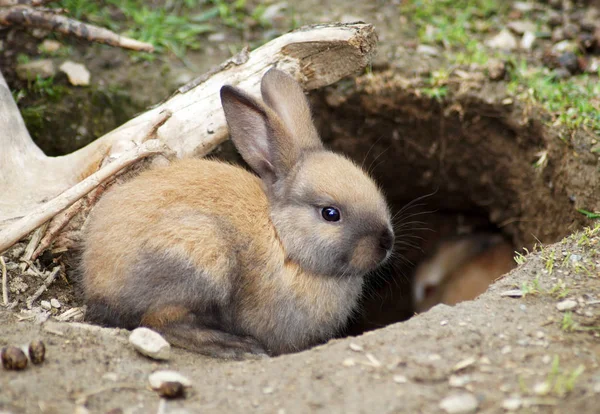 Hermoso Lindo Conejo Sentado Mirando Allí Natural Cerca Fondo Vida — Foto de Stock