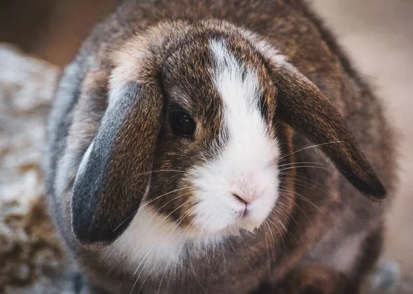 Hermoso Lindo Conejo Sentado Mirando Allí Natural Cerca Fondo Vida — Foto de Stock