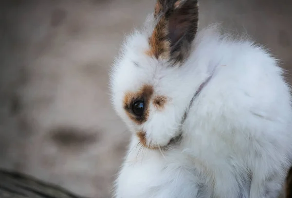 Hermoso Lindo Conejo Sentado Mirando Allí Natural Cerca Fondo Vida — Foto de Stock