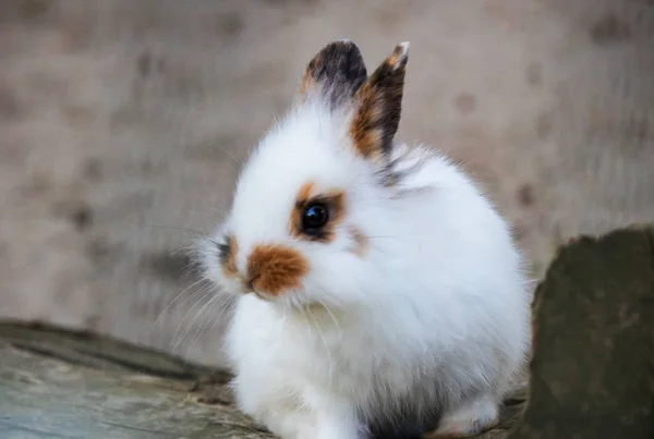 Hermoso Lindo Conejo Sentado Mirando Allí Natural Cerca Fondo Vida — Foto de Stock