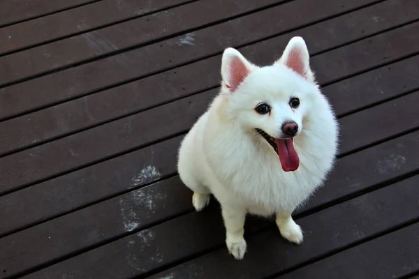 漂亮的白色狗日本斯皮茨美丽的头发坐 舌头和幸福在木材背景在户外 — 图库照片