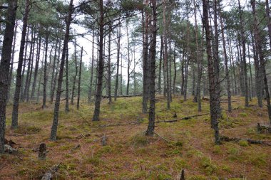 Geç sonbahar orman Curonian spit