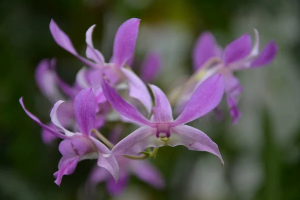 Orchideen Des Poznan Gewächshauses — Stockfoto