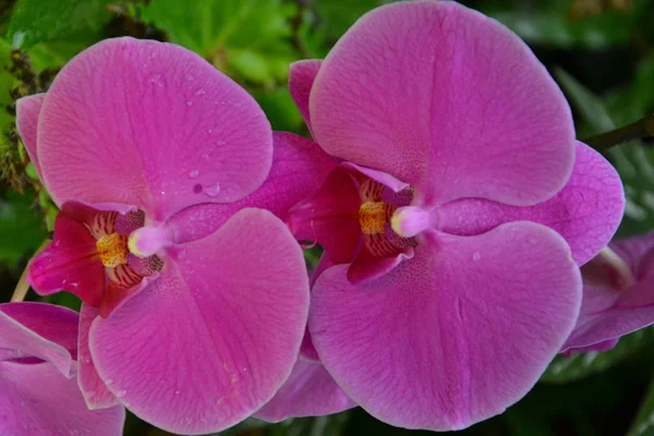 Орхидеи Познаньской Теплицы — стоковое фото