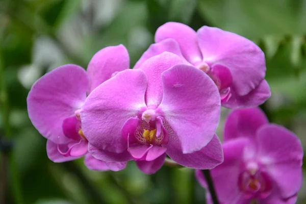 Orchideen Des Poznan Gewächshauses — Stockfoto