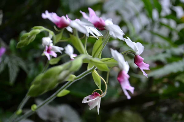 Орхидеи Познаньской Теплицы — стоковое фото