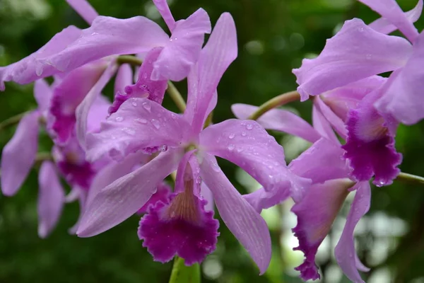 Orquídeas Estufa Poznan — Fotografia de Stock